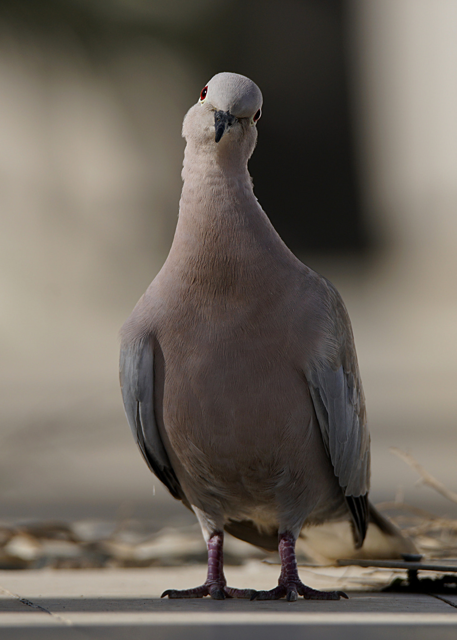 Sony a7R II + Tamron SP 150-600mm F5-6.3 Di VC USD sample photo. Collared dove photography