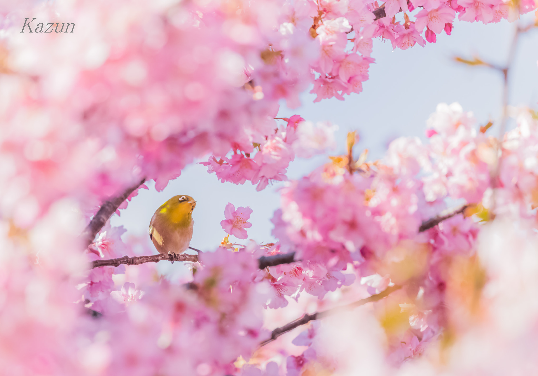 Canon EOS-1D X Mark II sample photo. I like spring! photography