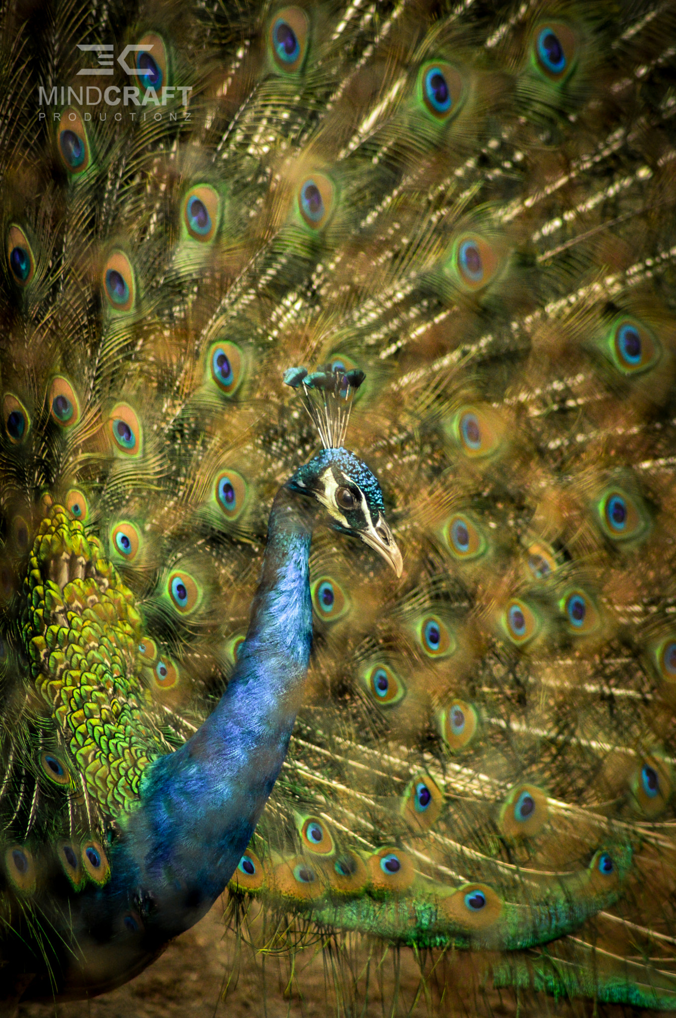 Nikon D3200 sample photo. "the dancing peacock" photography