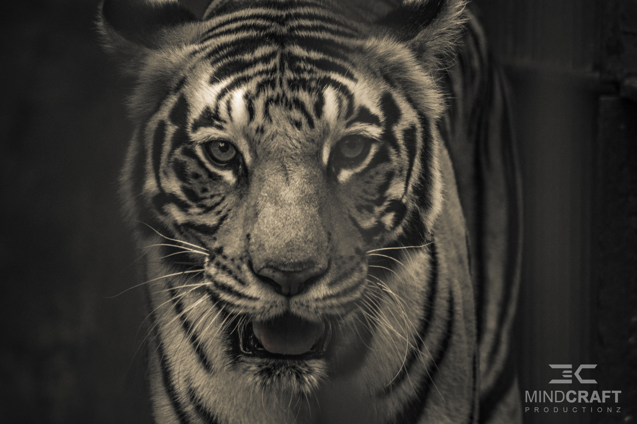 Nikon D3200 sample photo. "i got the eye of a tiger" photography