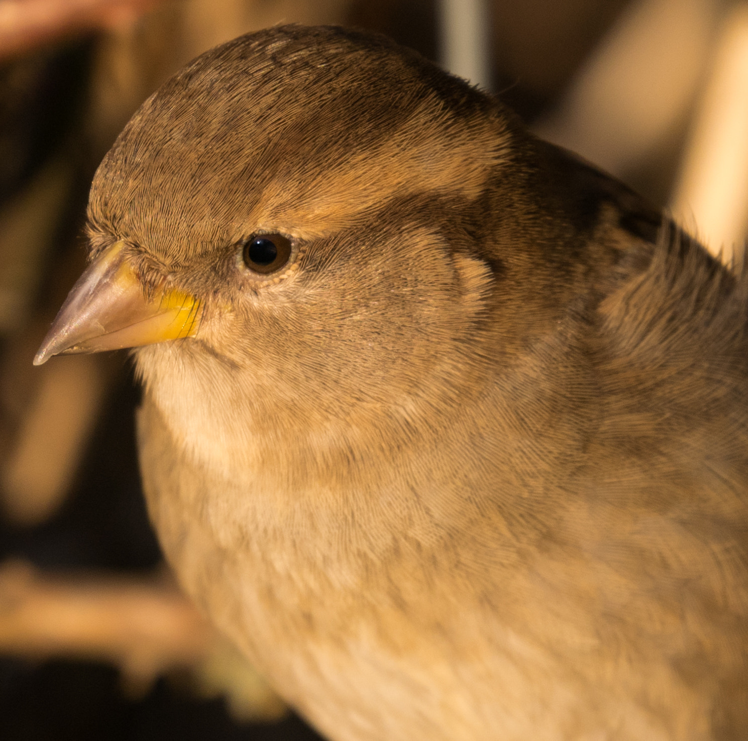 Panasonic Lumix DMC-GM1 sample photo. Sparrow? photography