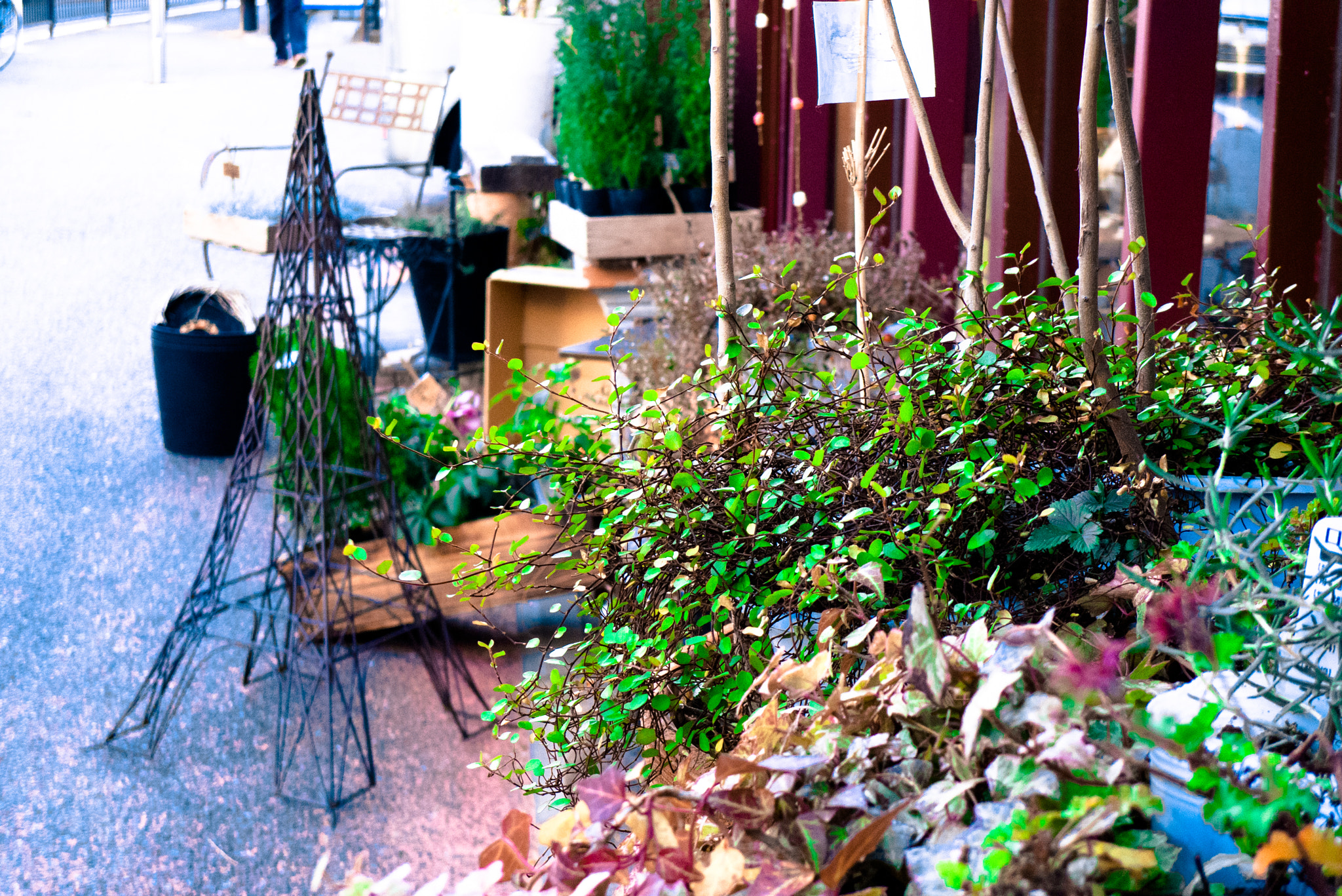 Leica D-LUX 4 sample photo. Green leaf photography