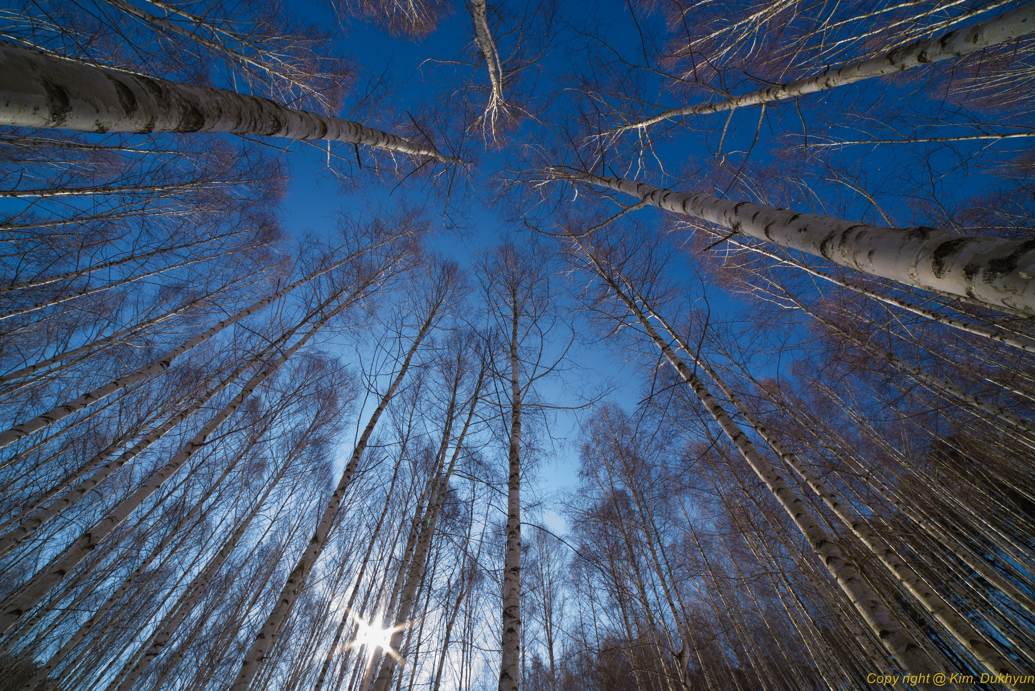 Pentax K-1 sample photo. Sun n trees photography