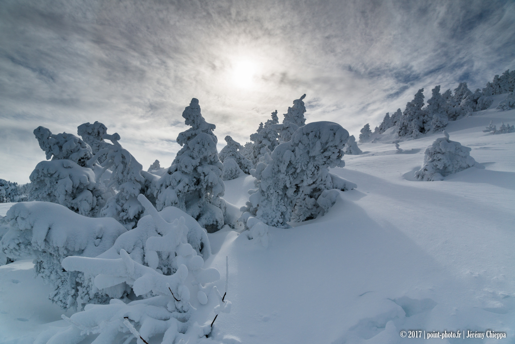 Nikon D800 sample photo. Frozen chartreuse photography