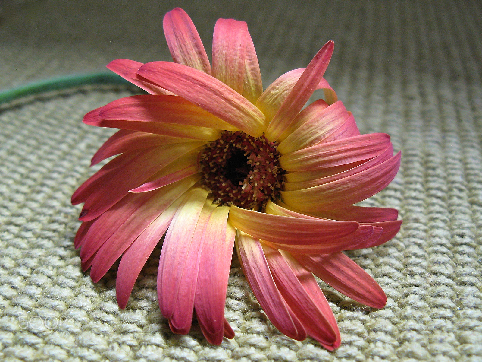 Canon POWERSHOT G7 sample photo. Lazy weekend photography