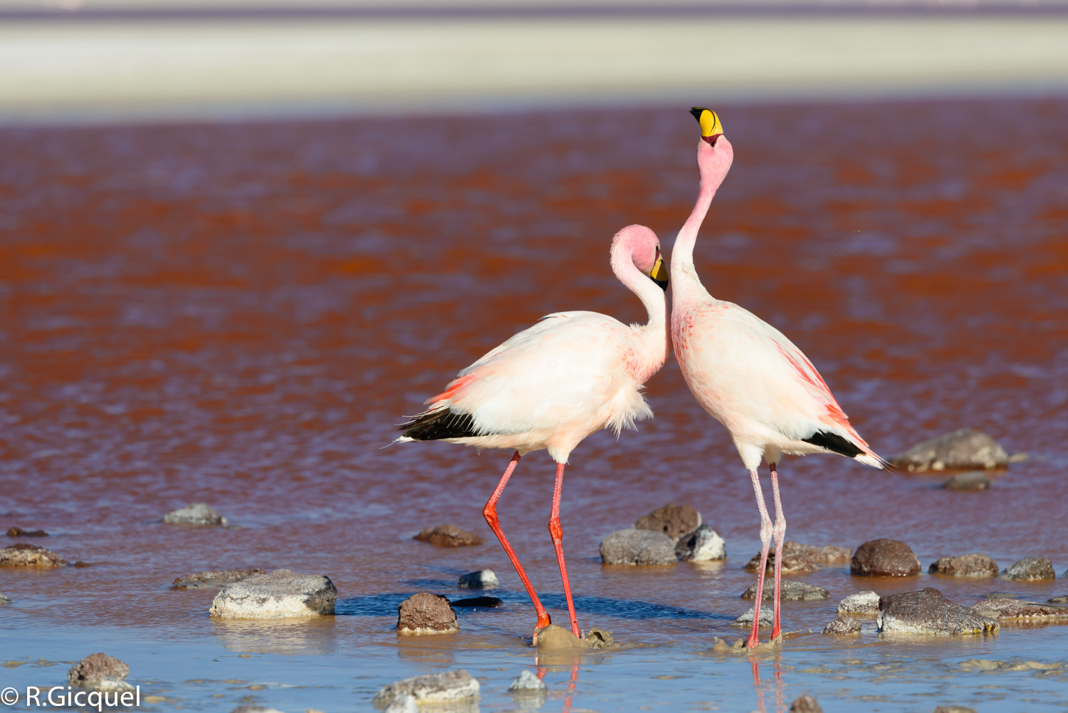 Nikon Nikkor AF-S 300mm F4E PF ED VR sample photo. Flamingo at laguna colorada photography