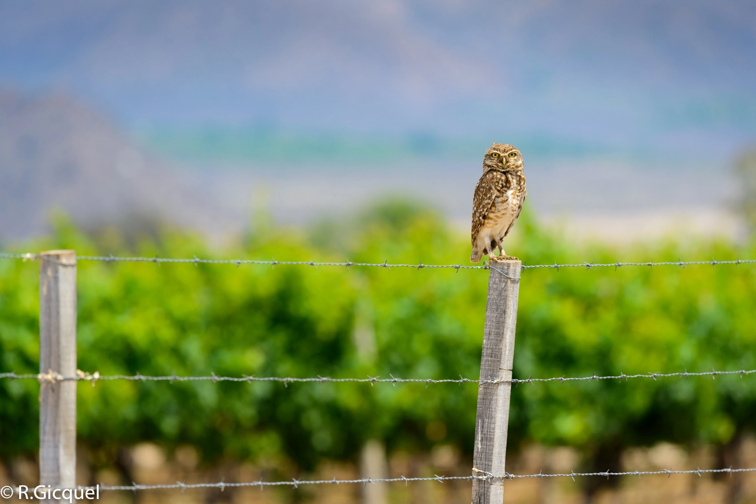 Nikon Nikkor AF-S 300mm F4E PF ED VR sample photo. Owl photography
