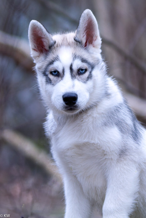 Sigma 70-200mm F2.8 EX DG OS HSM sample photo. Husky photography