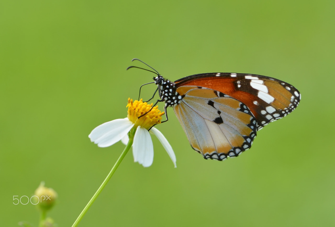 Nikon AF-S Micro-Nikkor 105mm F2.8G IF-ED VR sample photo. Bokeh photography