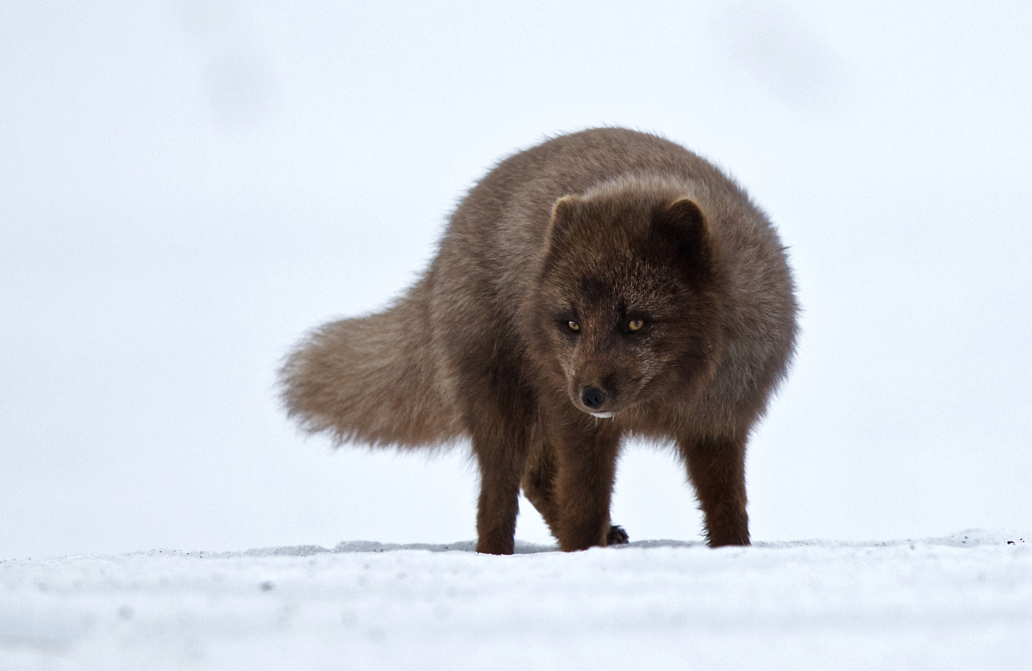Canon EOS 7D + Canon EF 300mm F2.8L IS USM sample photo. Arctic fox photography