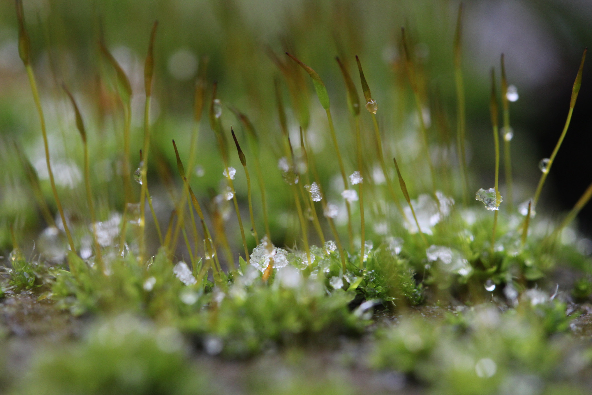 Canon EF-S 60mm F2.8 Macro USM sample photo. Img photography