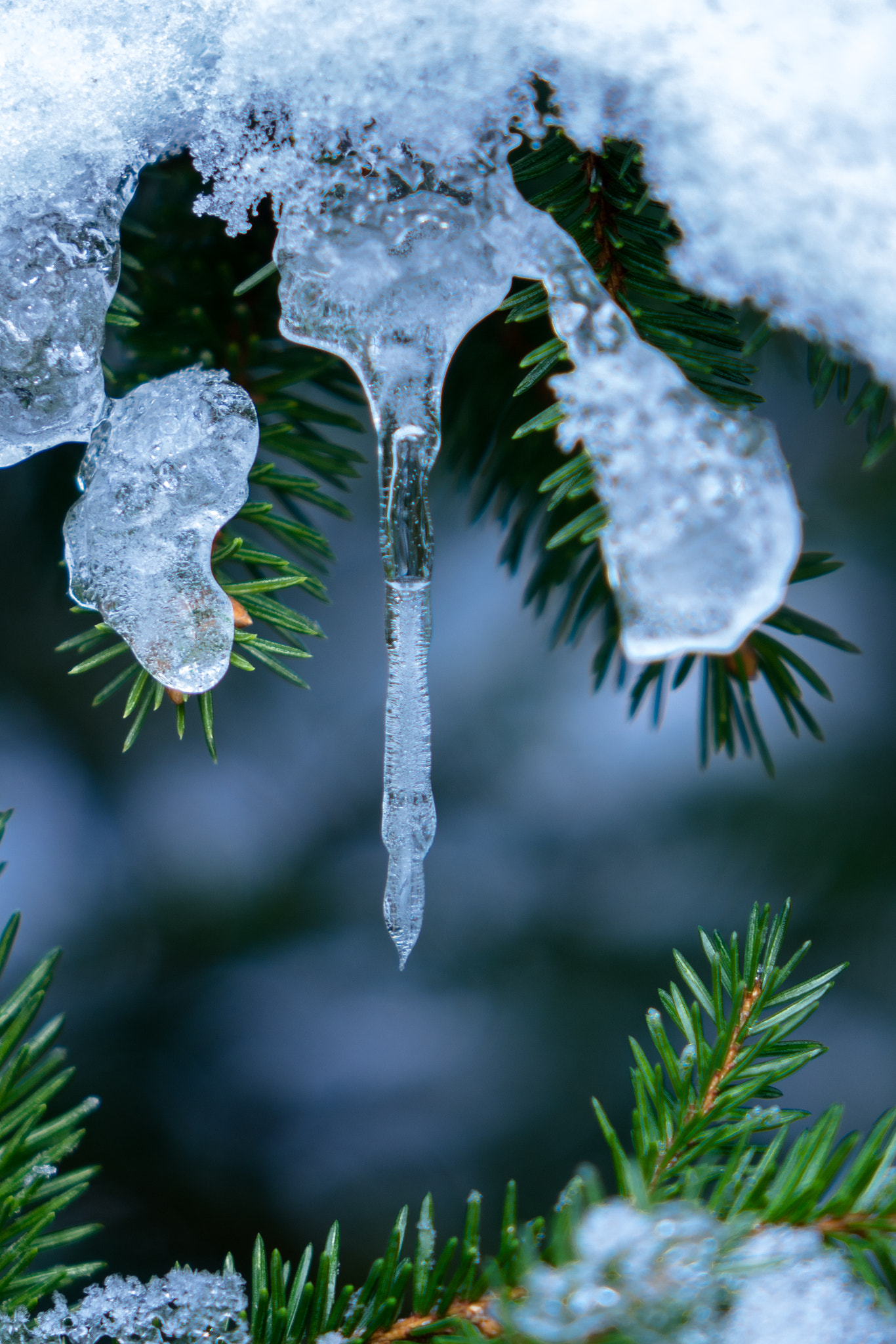 Sony Cyber-shot DSC-RX10 + 24-200mm F2.8 sample photo. Spruce in cold photography
