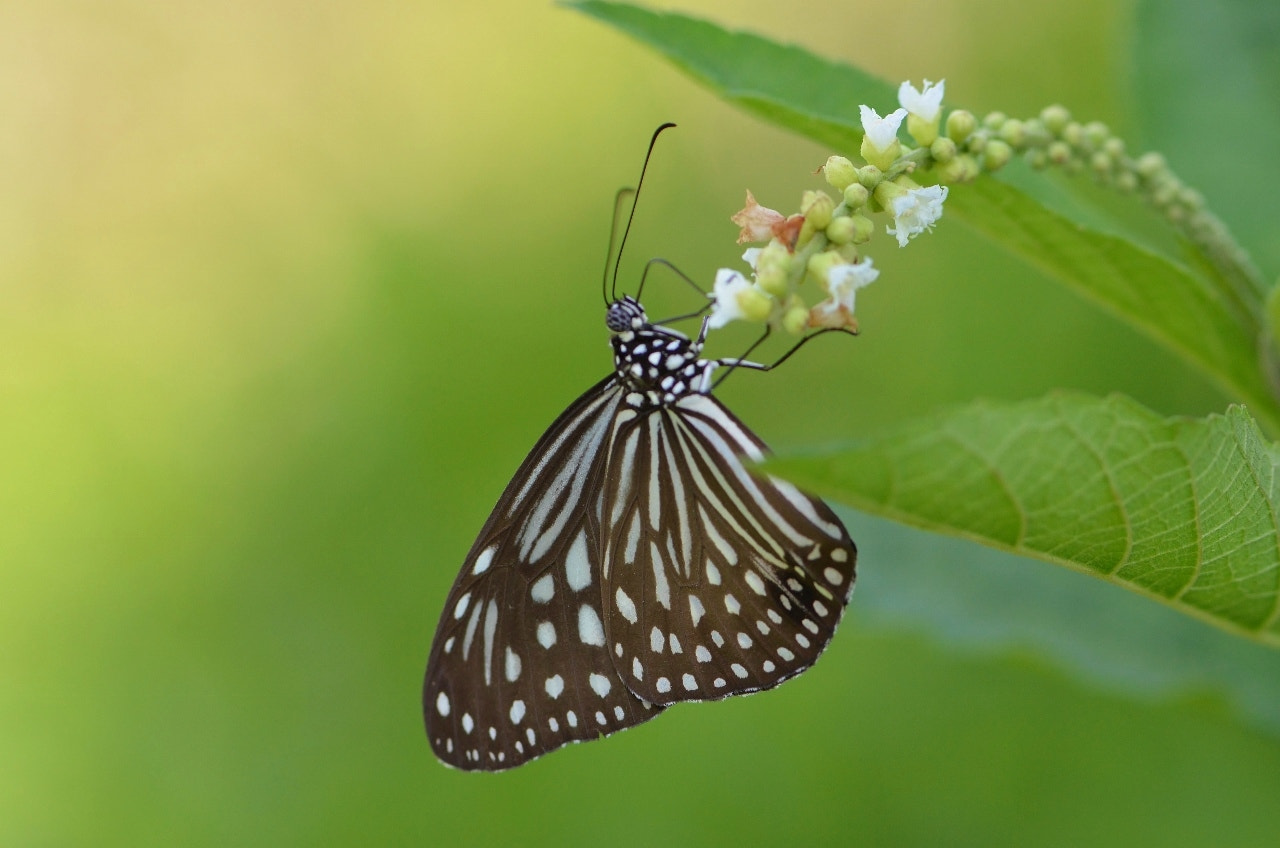 Nikon AF-S Micro-Nikkor 105mm F2.8G IF-ED VR sample photo. Bokehlicious photography