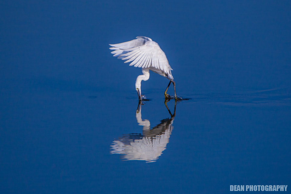 Canon EOS-1D Mark IV sample photo. Hunting photography