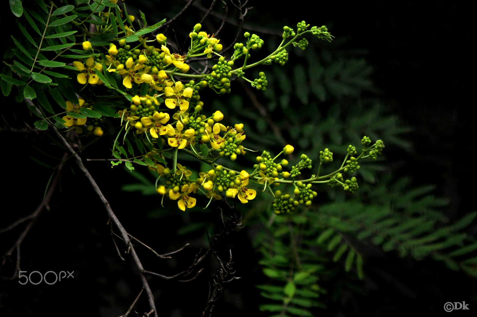 Nikon AF Nikkor 70-300mm F4-5.6G sample photo. Nature's bliss photography