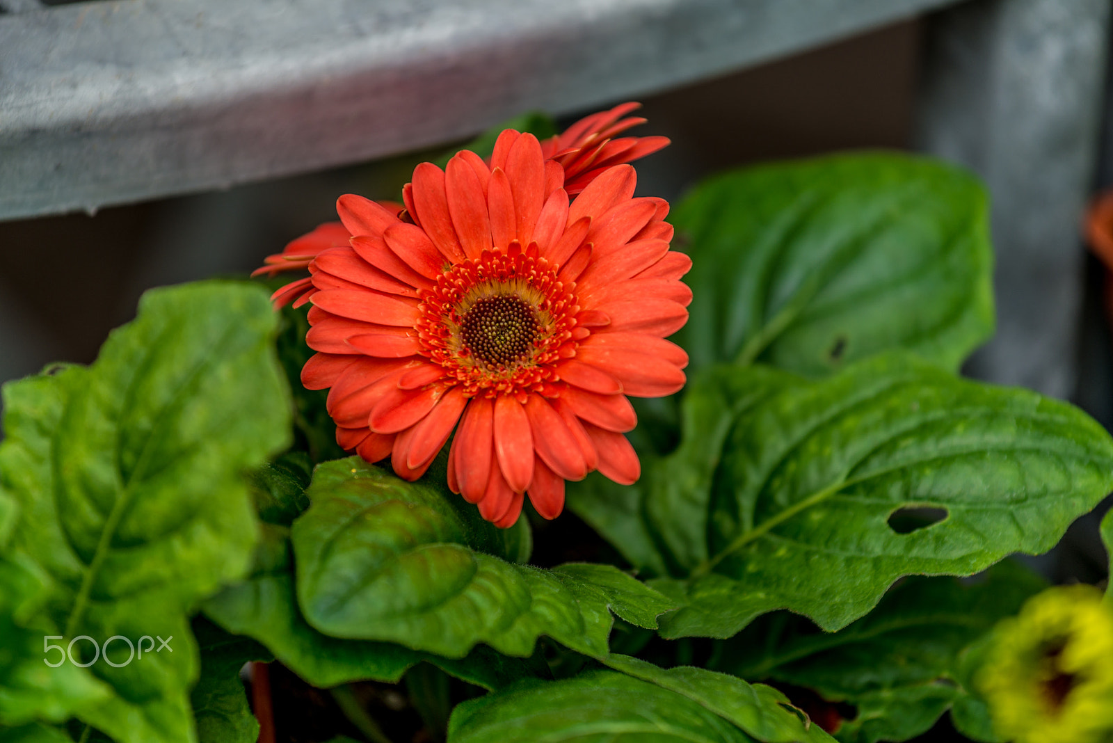 Nikon AF-S Nikkor 70-200mm F4G ED VR sample photo. Flower photography