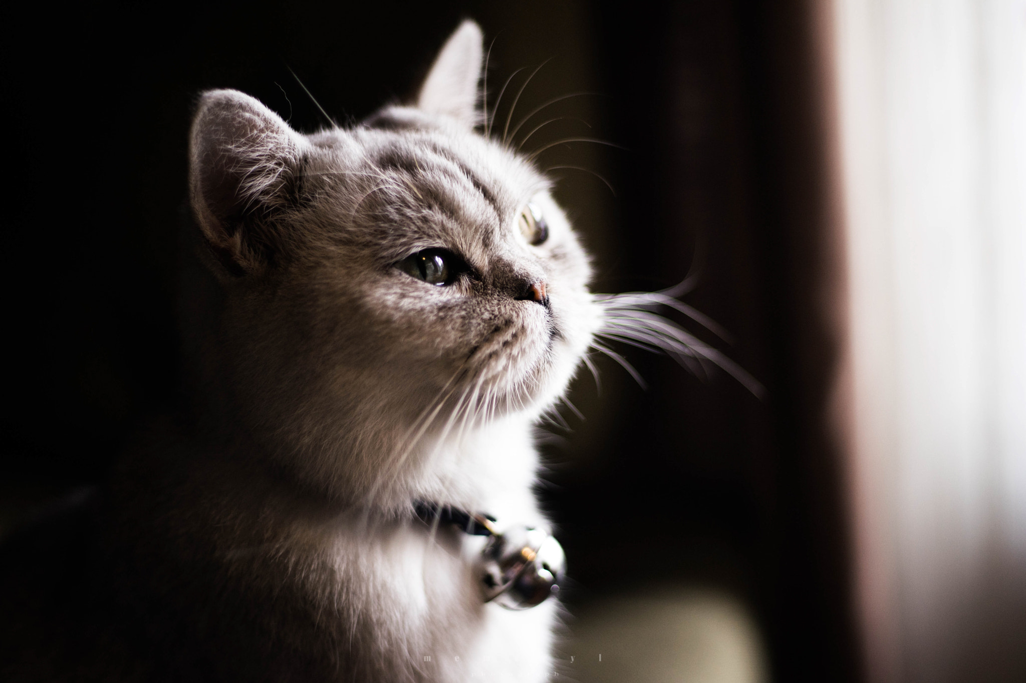 Sony a7 II + Canon EF 50mm F1.8 STM sample photo. Cat photography