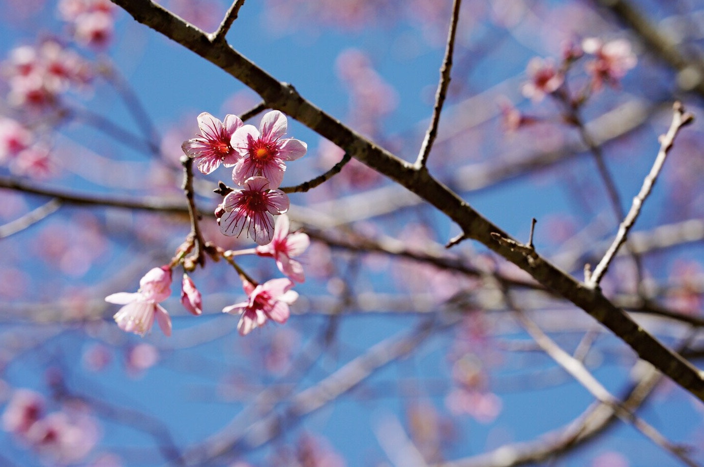 Sony a7S II + ZEISS Batis 85mm F1.8 sample photo. Thai cherry blossoms (nang phaya sua krong) at phu lom lo, loe photography