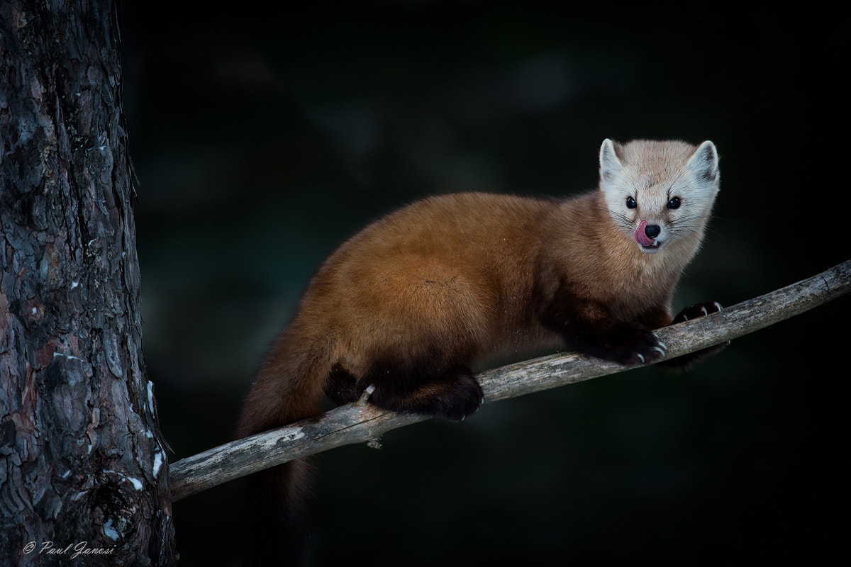 Nikon D4S + Nikon AF-S Nikkor 600mm F4G ED VR sample photo. Pine marten photography