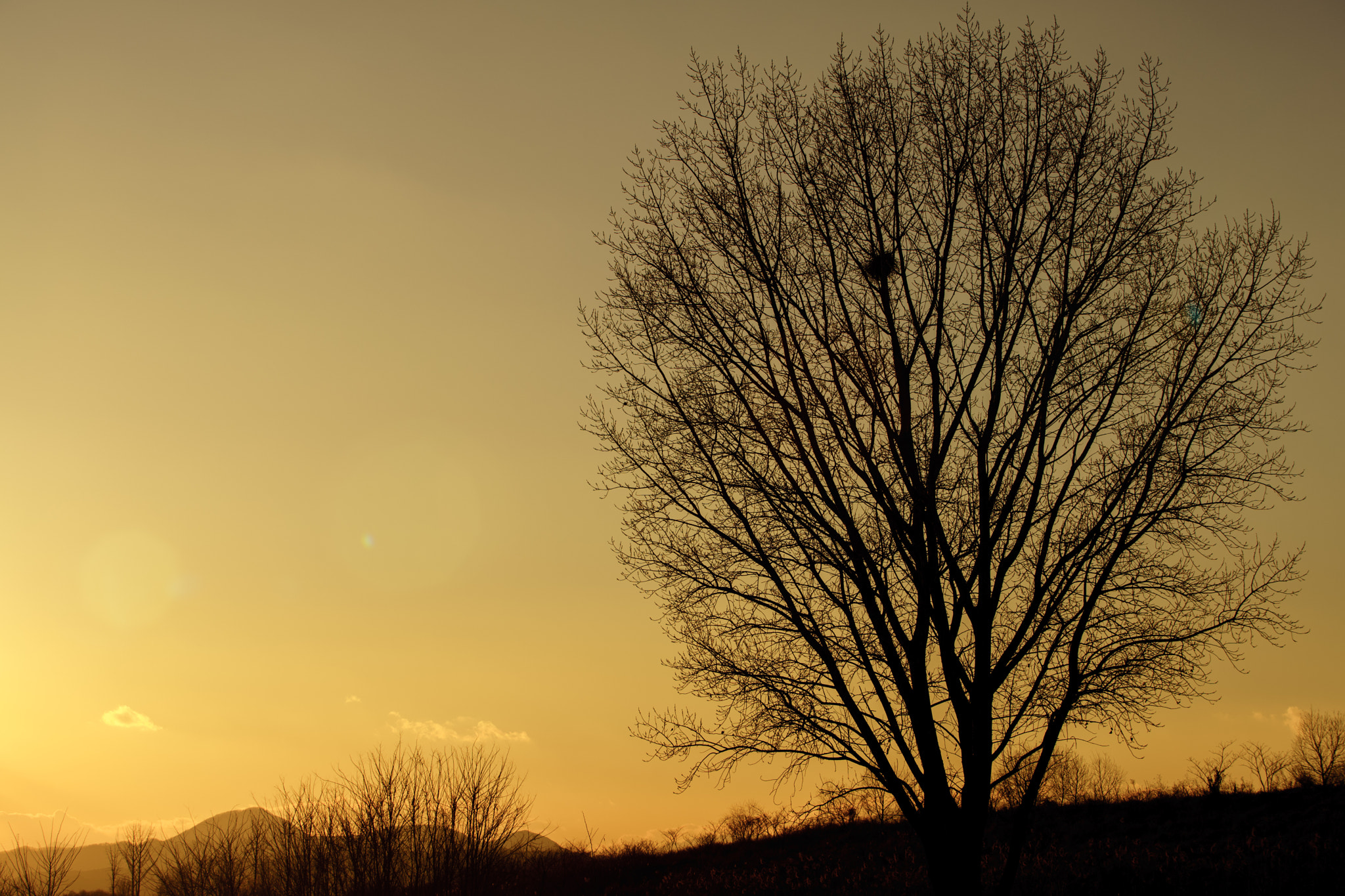 Canon EF 70-200mm F2.8L USM sample photo. Sunset for tree photography