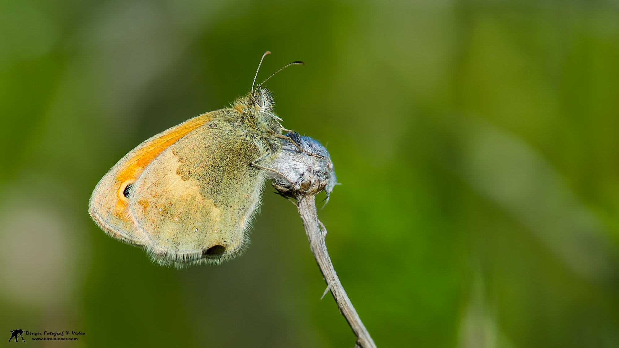 Nikon D3200 + Nikon AF-S Nikkor 300mm F4D ED-IF sample photo. Kelebek (butterfly) photography