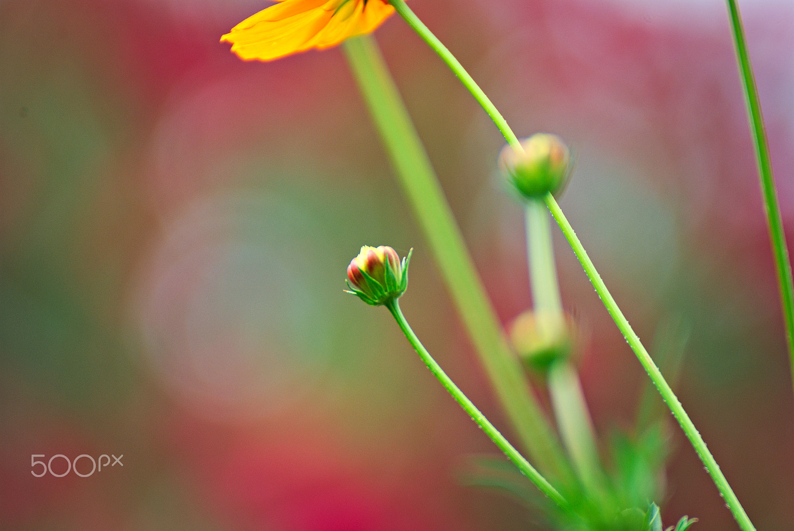 Nikon D3000 sample photo. Blumen photography