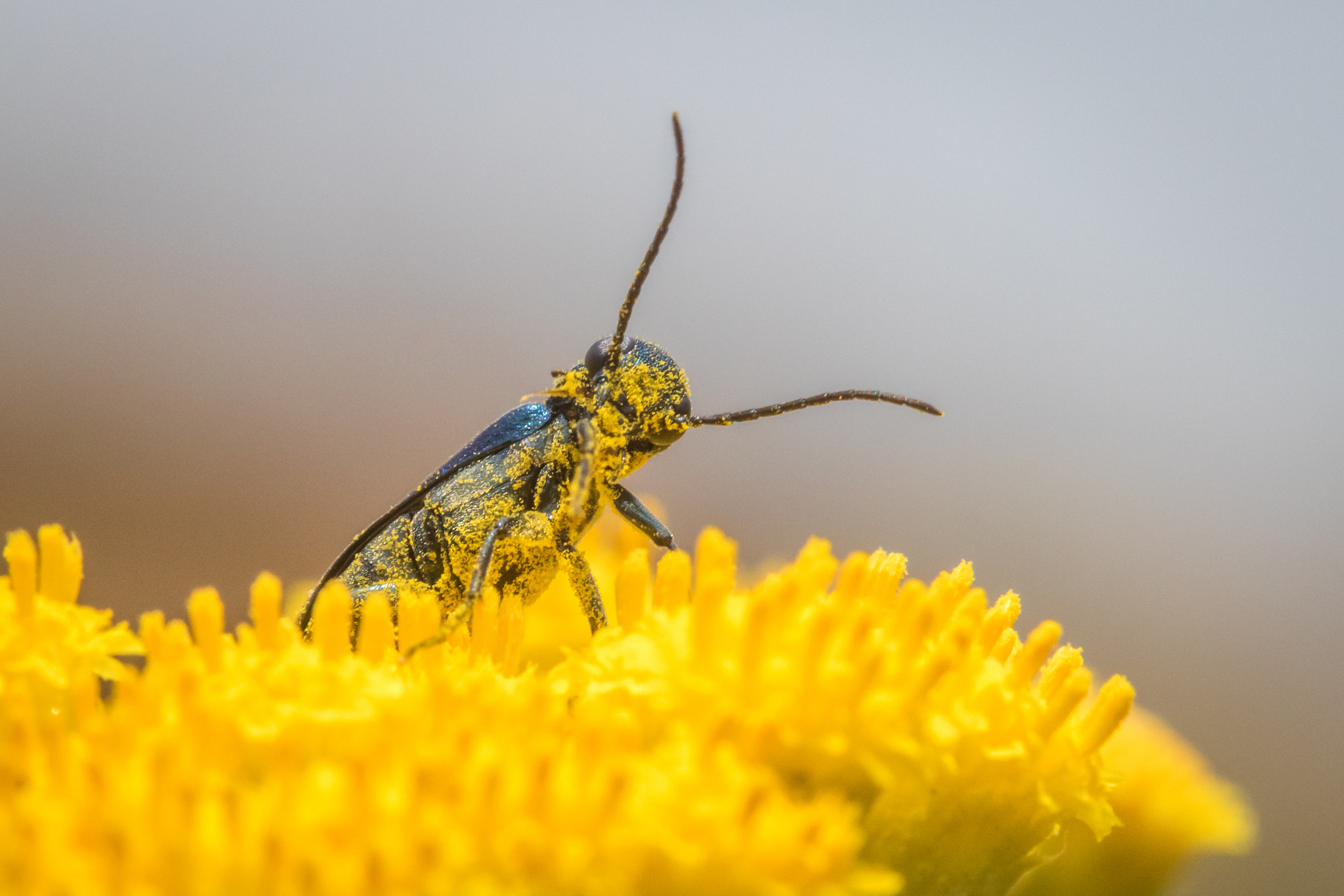 Canon EF 100mm F2.8 Macro USM sample photo. I didn't eat the yellow flower photography