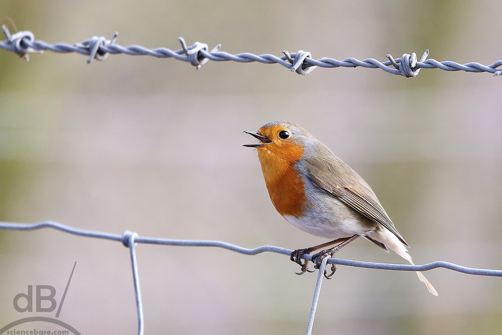 150-600mm F5-6.3 DG OS HSM | Contemporary 015 sample photo. Barbed robin redbreast photography