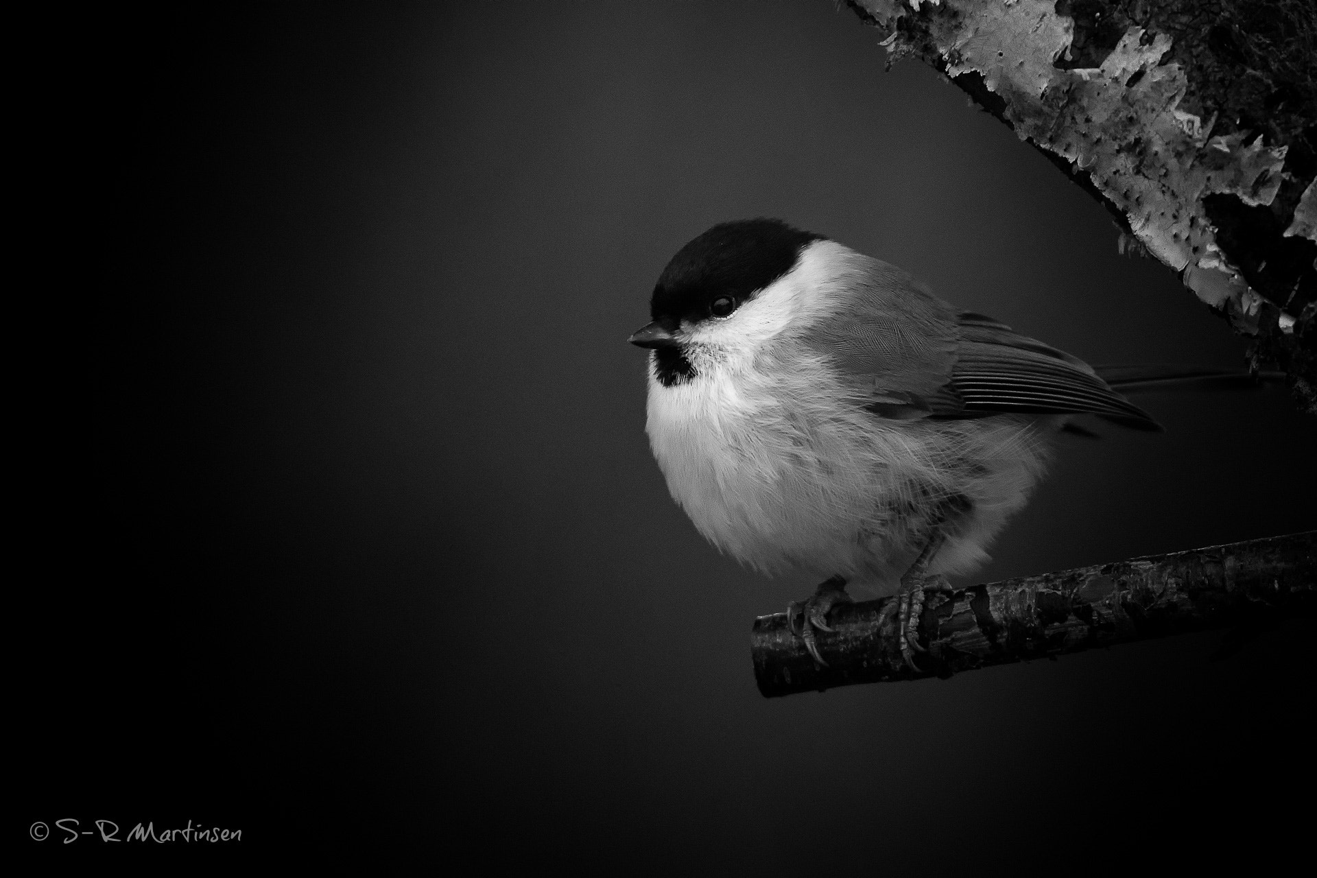 Canon EF 300mm F2.8L IS USM sample photo. Poecile palustris photography