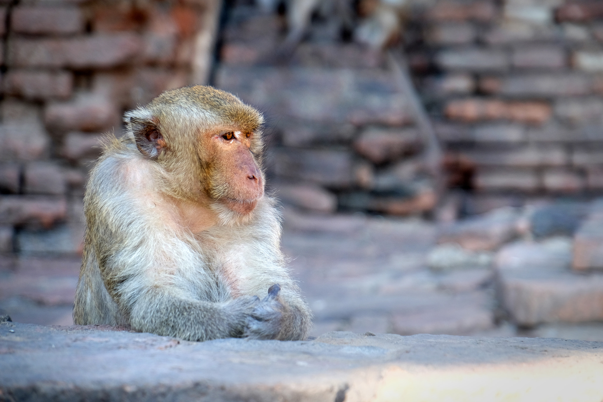 Fujifilm X-T10 + Fujifilm XF 18-135mm F3.5-5.6 R LM OIS WR sample photo. Resting photography