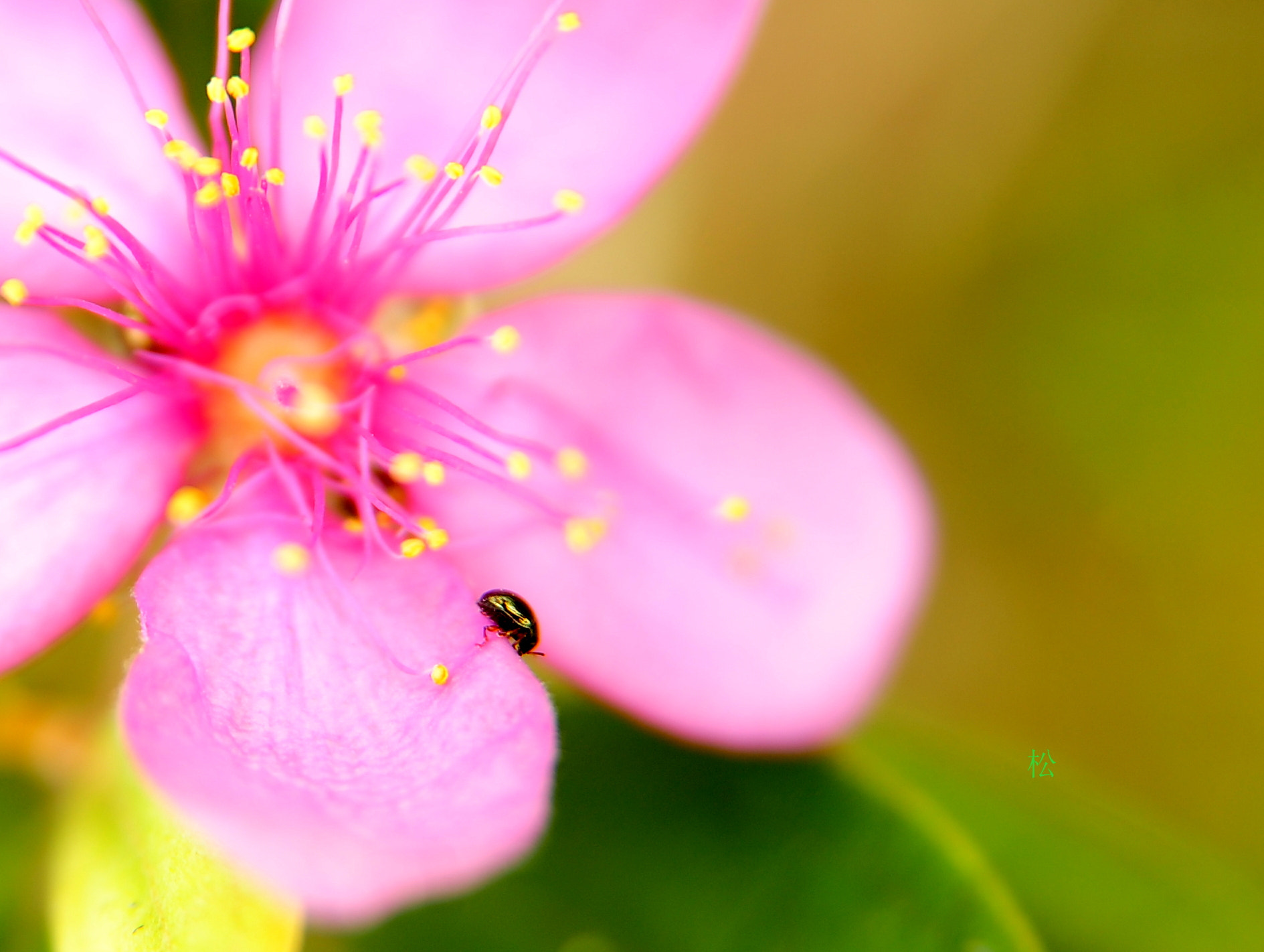 Nikon AF Nikkor 24-85mm F2.8-4D IF sample photo. Little world photography