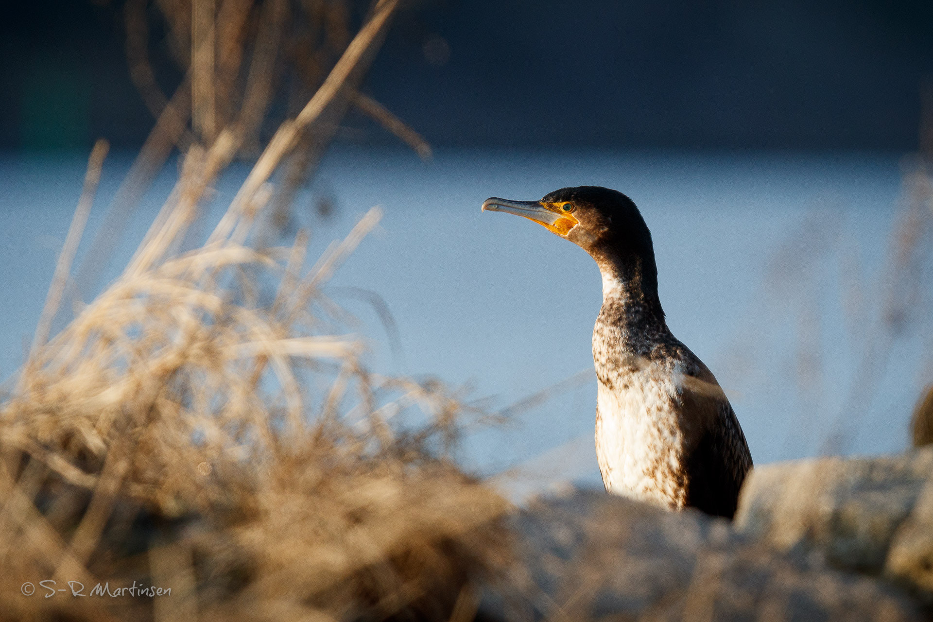 Canon EF 300mm F2.8L IS USM sample photo. Phalacrocorax carbo photography
