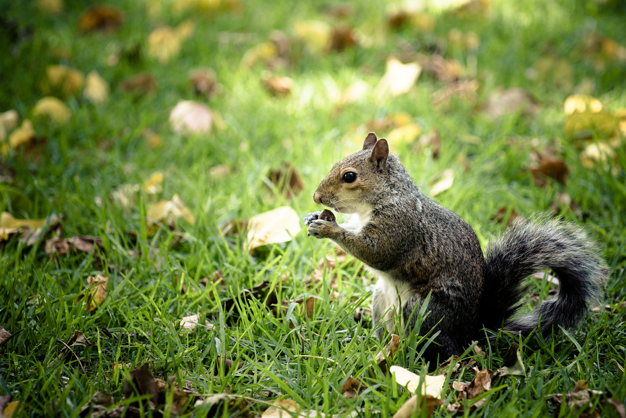 Canon EOS 60D + Canon EF 70-200mm F4L IS USM sample photo. Squirrel photography