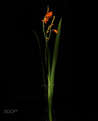 Hasselblad H3D sample photo. Flowers1 photography