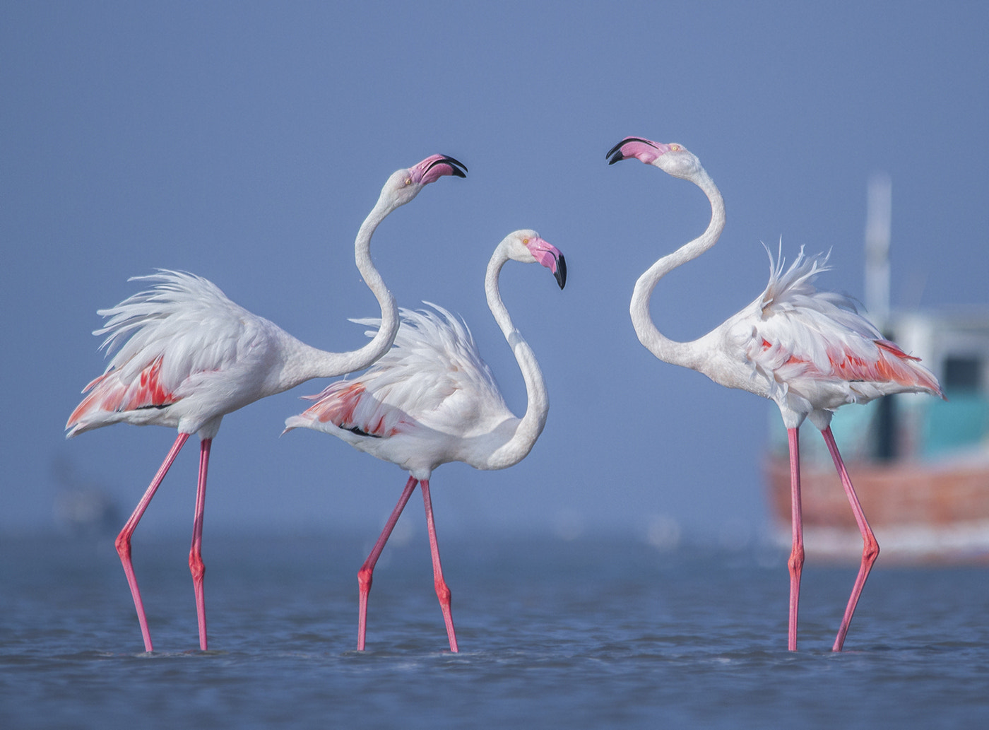 Sigma 150-500mm F5-6.3 DG OS HSM sample photo. Morning masti photography