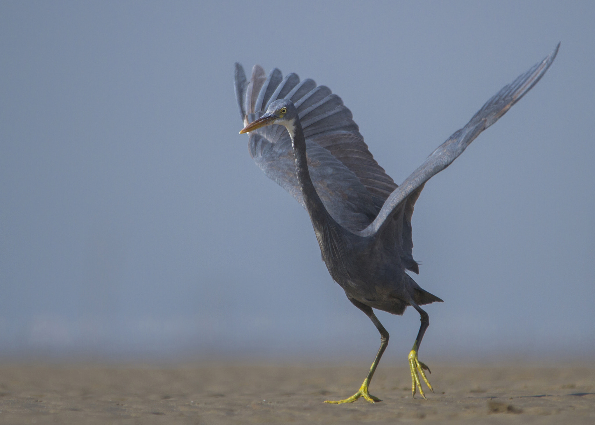 Sigma 150-500mm F5-6.3 DG OS HSM sample photo. Landing western reef egret photography