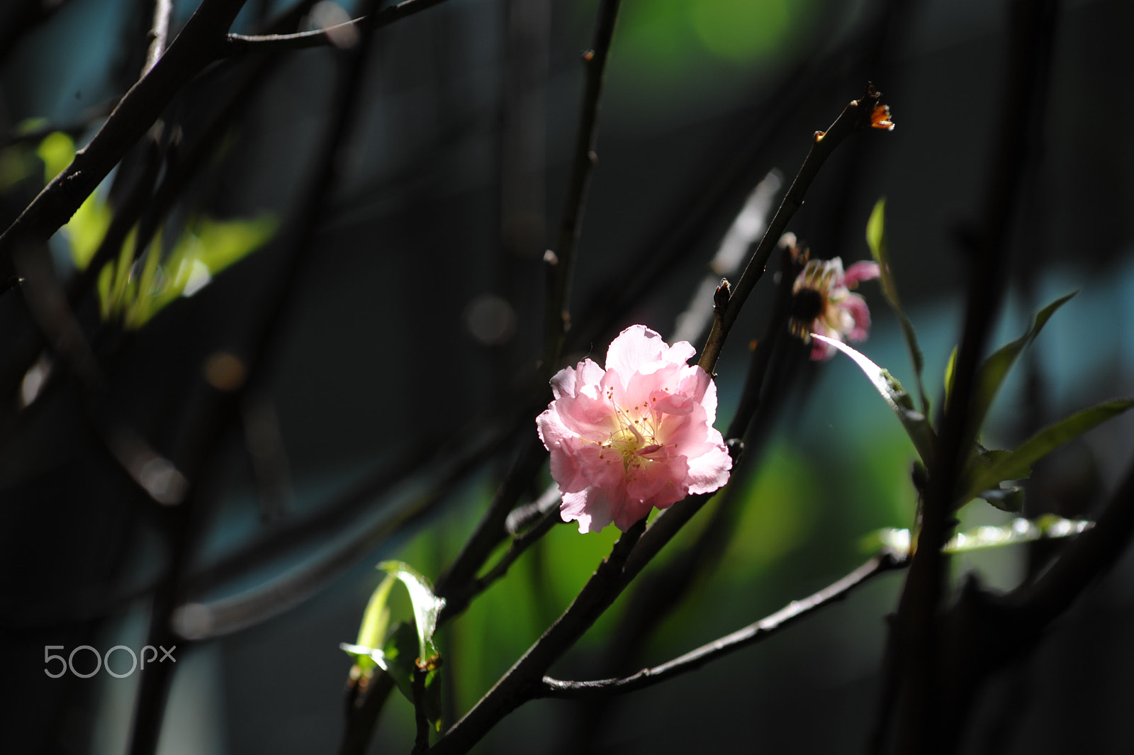 Nikon D700 + Manual Lens No CPU sample photo. Cherry blossom photography