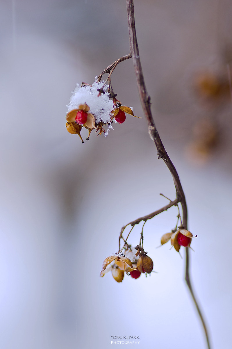 Pentax K-3 + Pentax smc D-FA 100mm F2.8 Macro WR sample photo. A lyric poem of the winter - 2 photography