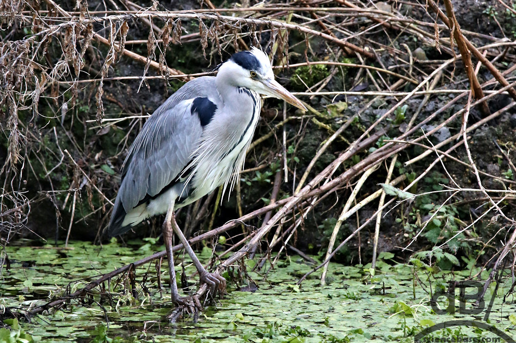 150-600mm F5-6.3 DG OS HSM | Contemporary 015 sample photo. Grey heron hunting photography