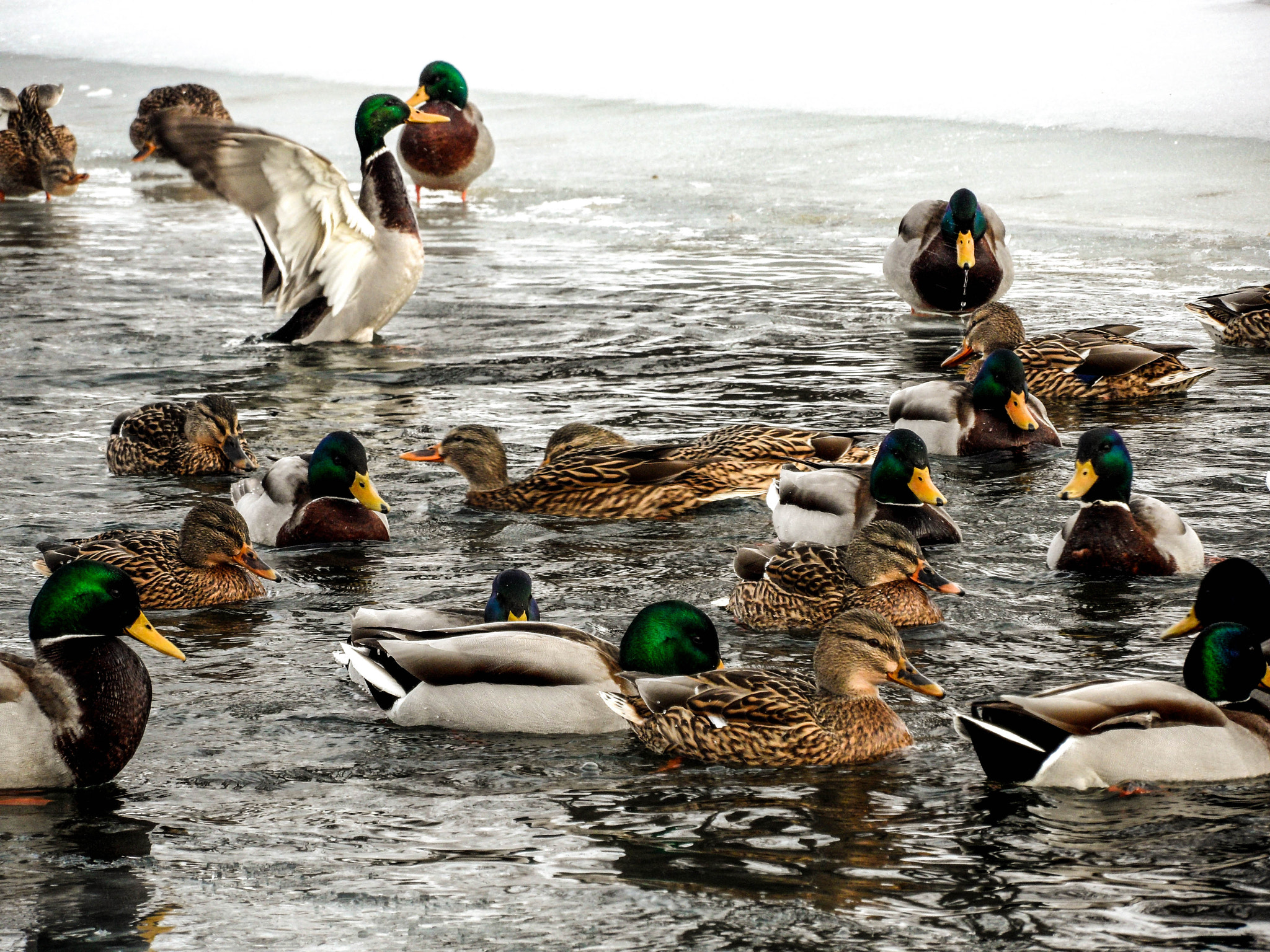 Samsung WB600 / VLUU WB600 /  WB610 sample photo. Ducks in winter photography