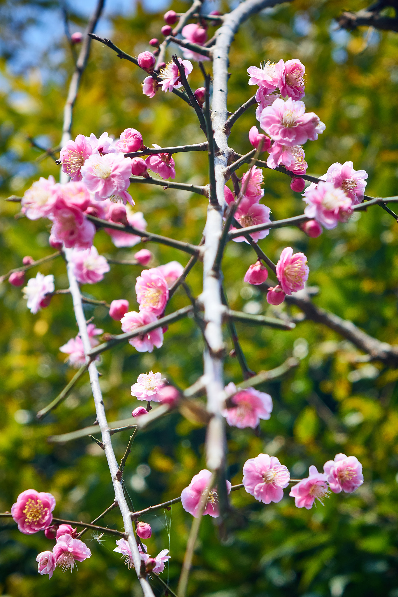 Sony Cyber-shot DSC-RX10 sample photo. Flower close up photography