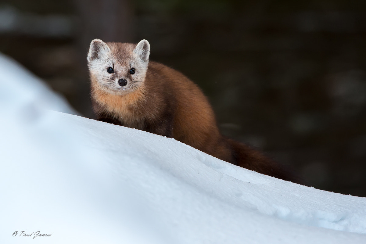 Nikon D4S + Nikon AF-S Nikkor 200-400mm F4G ED-IF VR sample photo. American pine marten photography