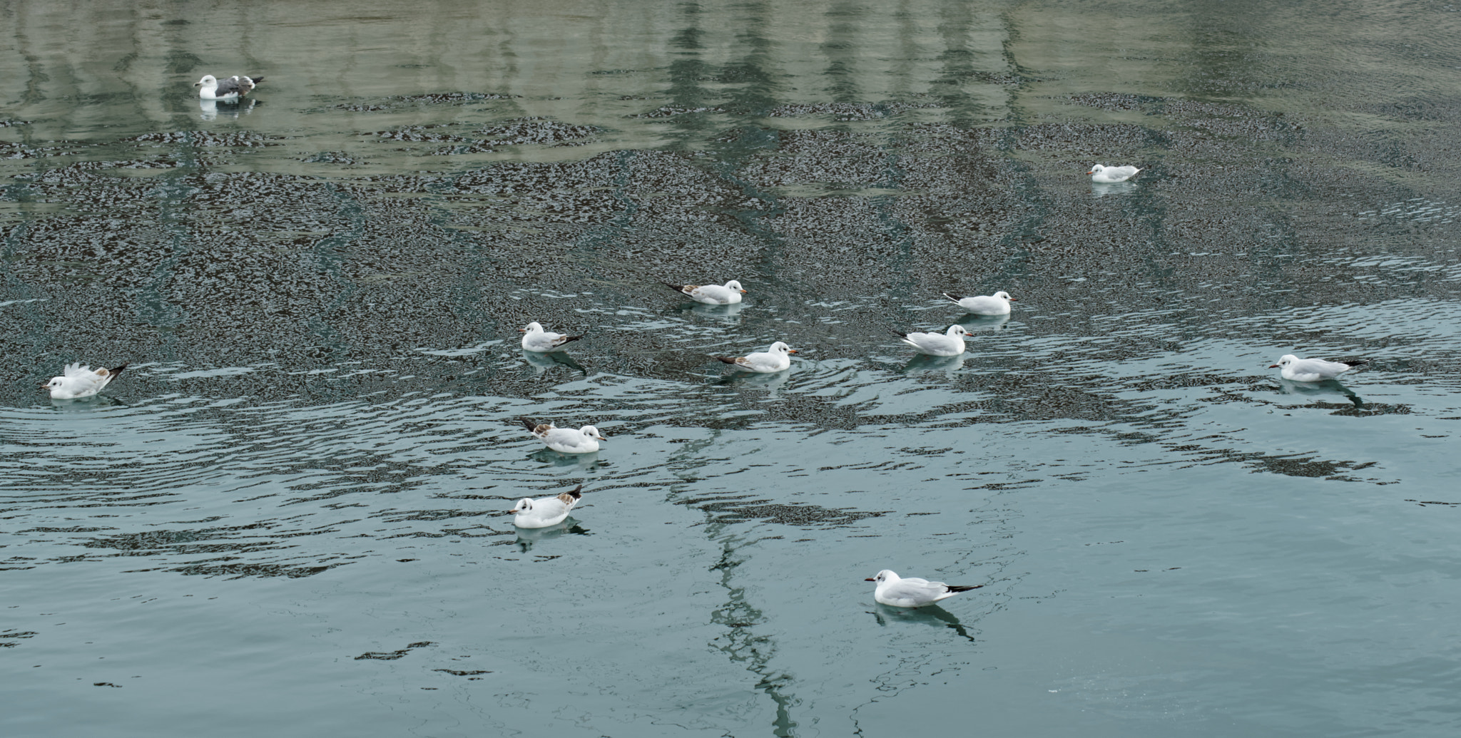 Sony a7R sample photo. Scattered seagulls photography