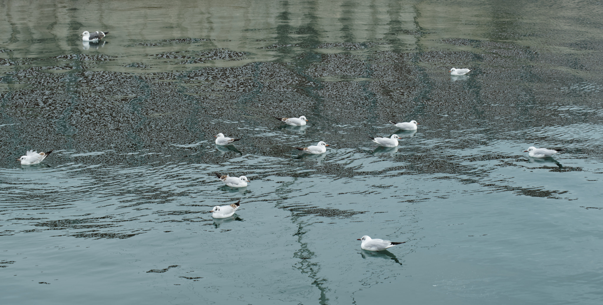Tamron 18-270mm F3.5-6.3 Di II PZD sample photo. Scattered seagulls photography