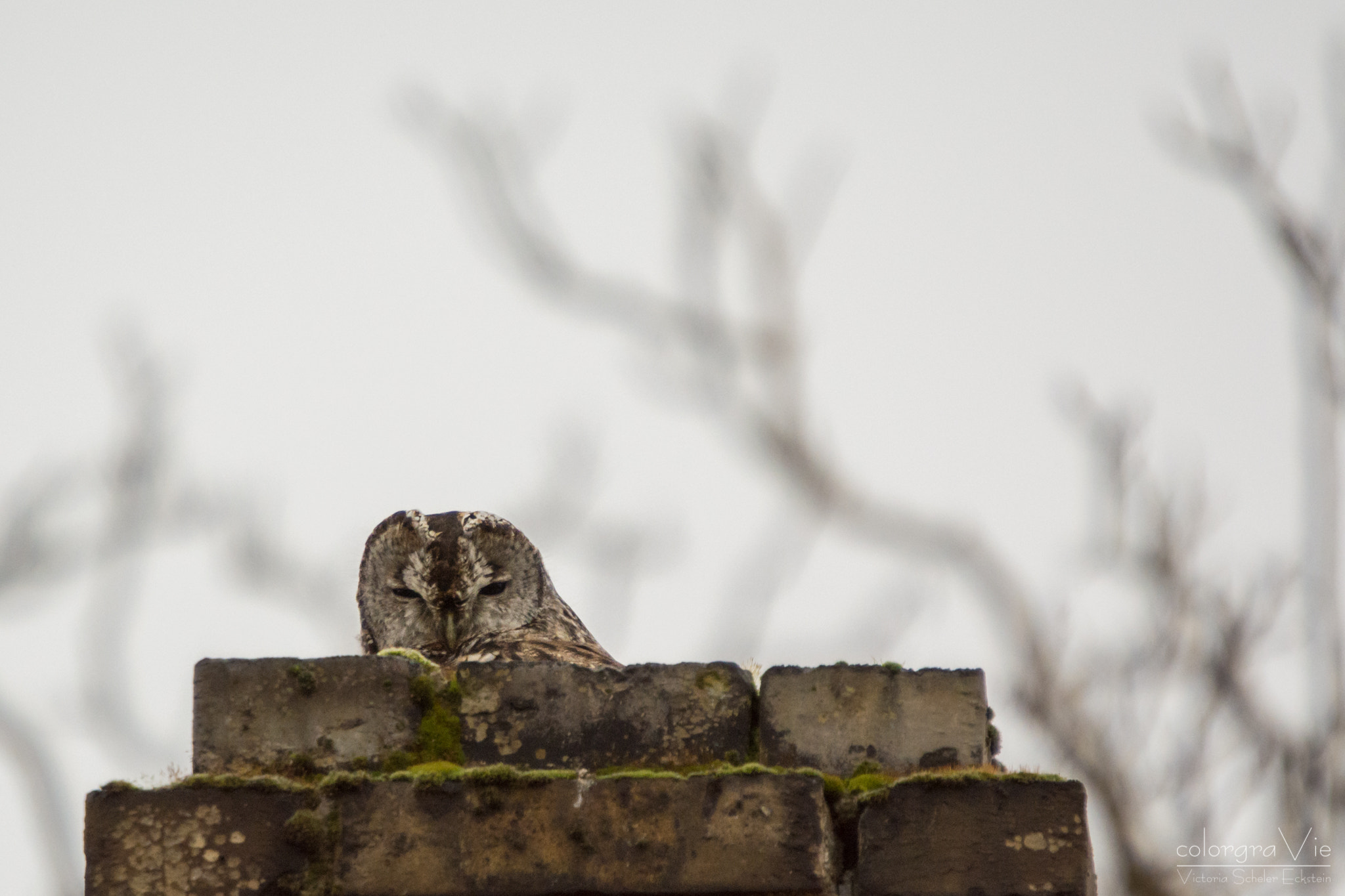 Nikon D5200 + Sigma 70-200mm F2.8 EX DG OS HSM sample photo. Tawny owl photography