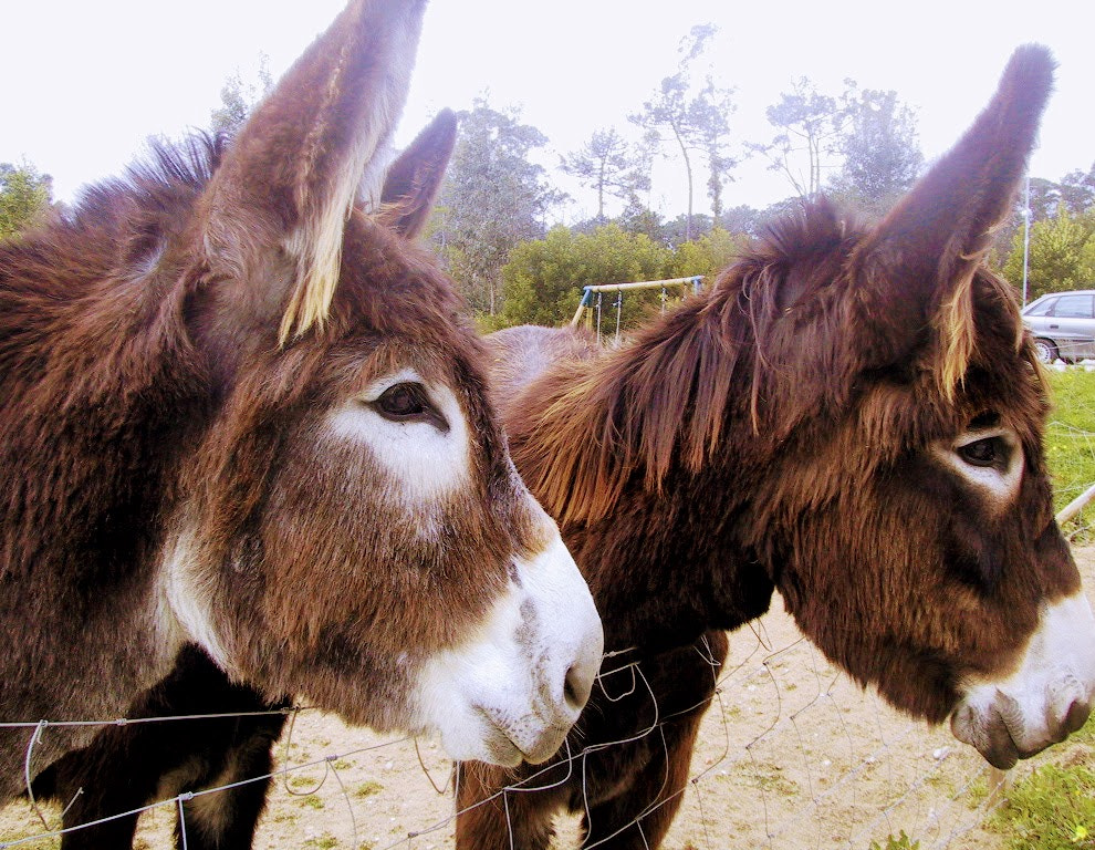 Canon POWERSHOT S20 sample photo. Two donkeys photography