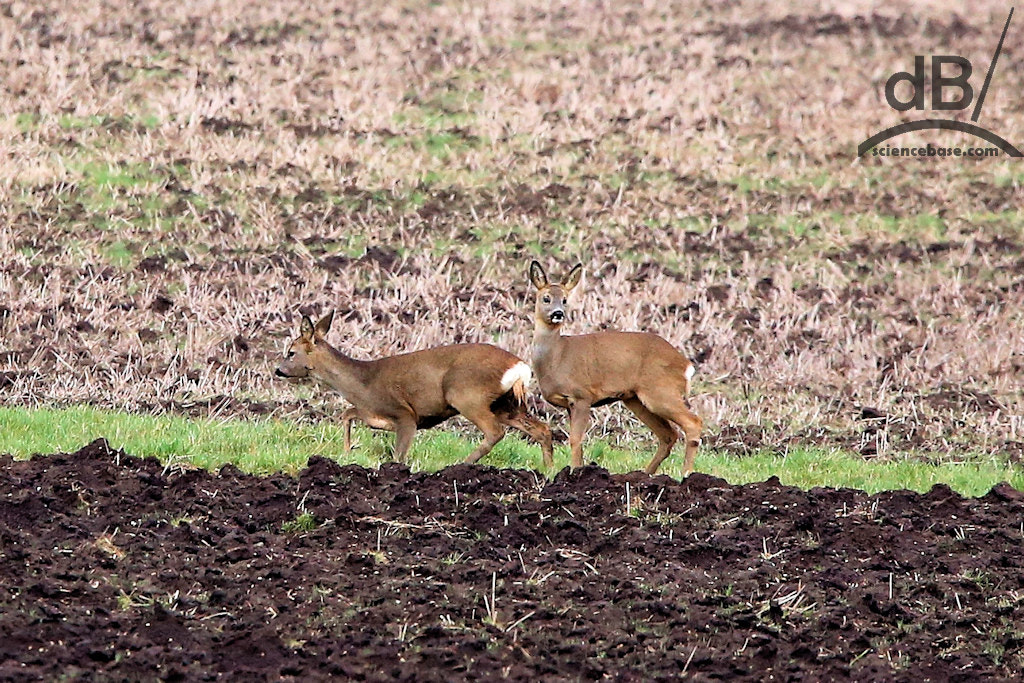 150-600mm F5-6.3 DG OS HSM | Contemporary 015 sample photo. Doe a deer, a female and a male roe deer photography