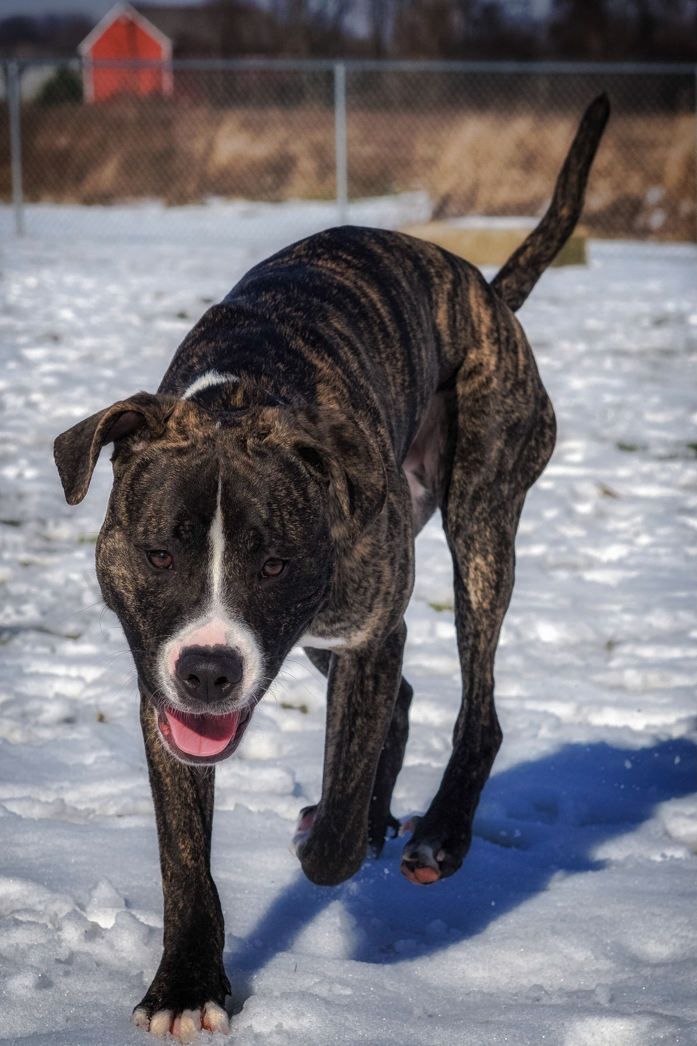 Olympus OM-D E-M5 II + Olympus M.Zuiko Digital 45mm F1.8 sample photo. On the prowl photography