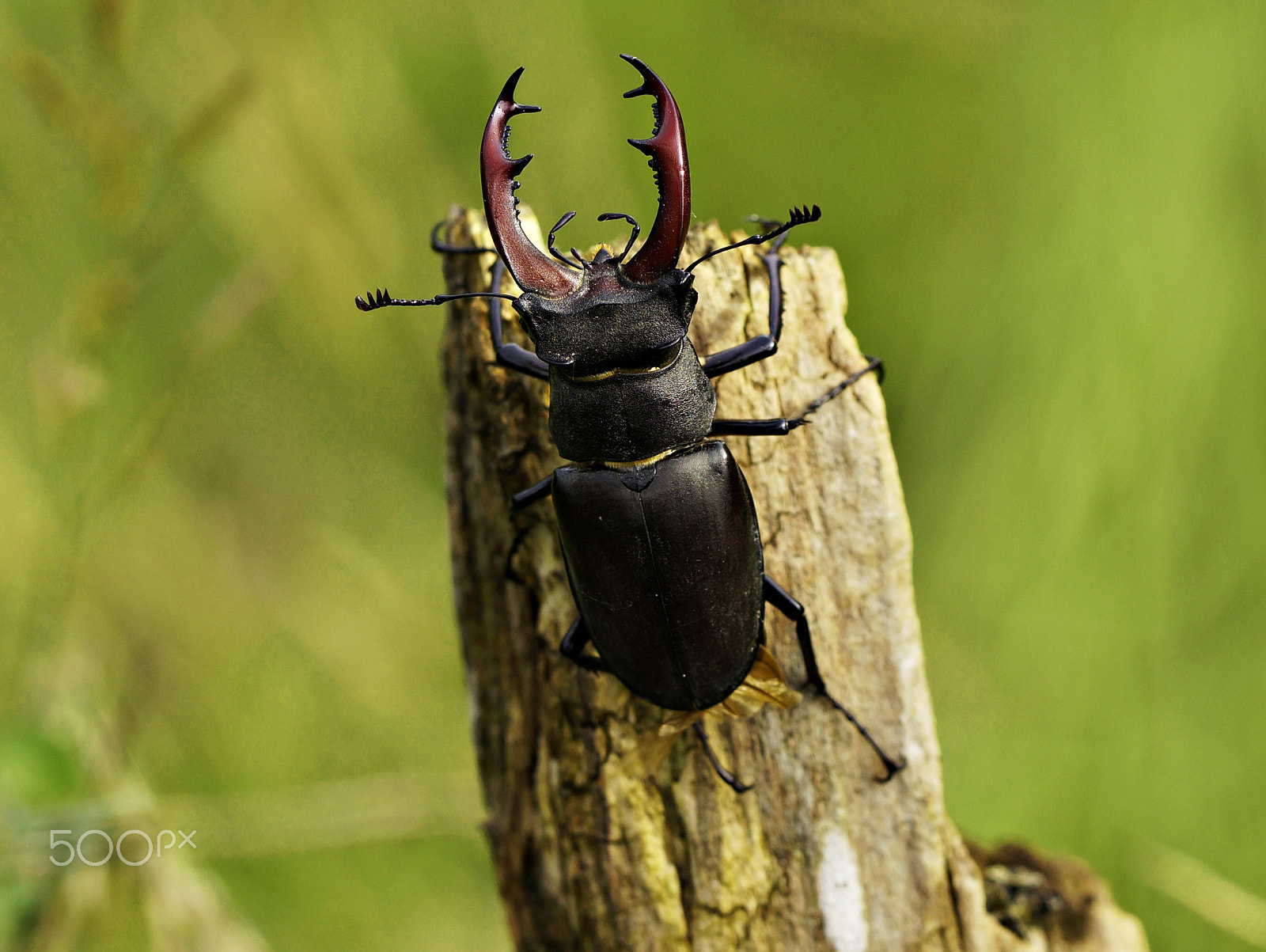 90mm F2.8 Macro SSM sample photo. Stag beetle photography