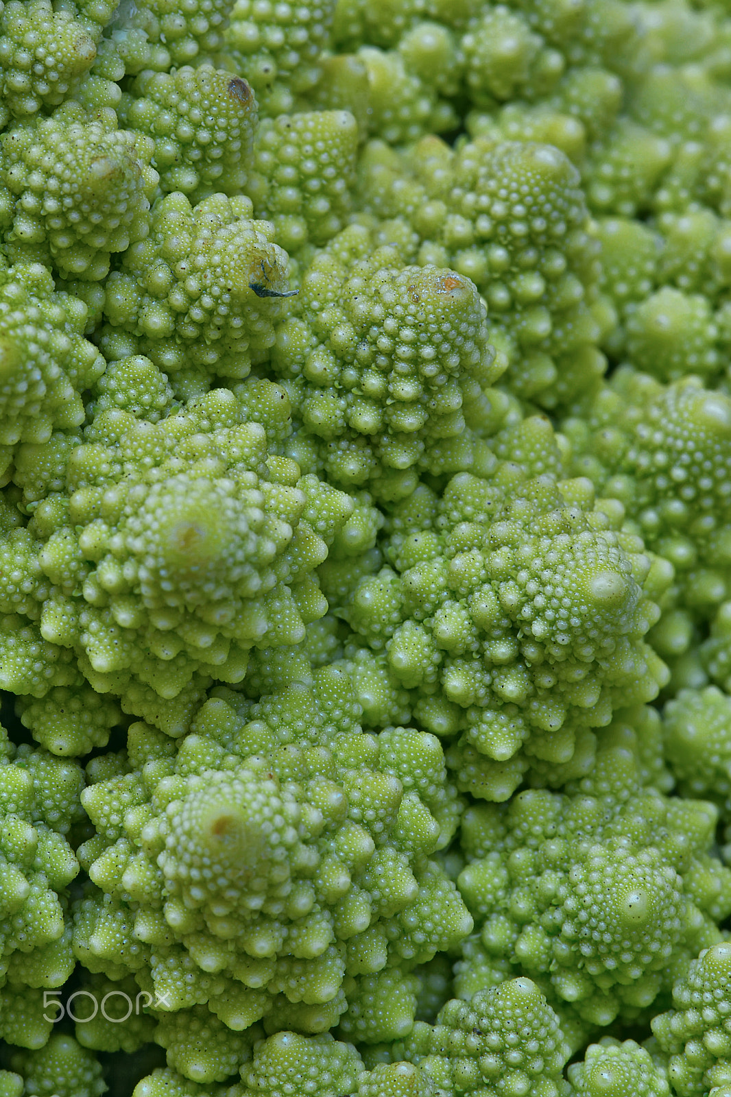 Nikon AF DX Fisheye-Nikkor 10.5mm F2.8G ED sample photo. Fractal (romanesco broccoli) photography
